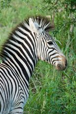 Zebra (19 von 28).jpg